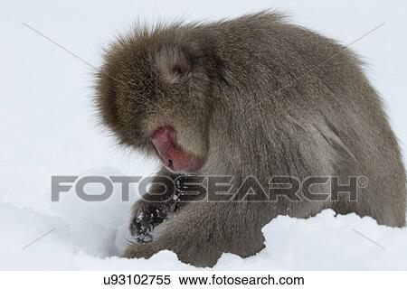Stock Photography - Side view closeup of young Japanese Macaque (snow monkey) digging in snow, Nagano, Japan. Fotosearch
