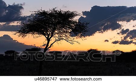 Silhouette of acacia tree and others in distance, purple and yellow sunset sky, Okonjima, Namibia, South West Africa: View Large Photo Image Stock Photo - Silhouette of acacia tree and others in distance, purple and yellow sunset sky, Okonjima, Namibia, South West Africa:. Fotosearch