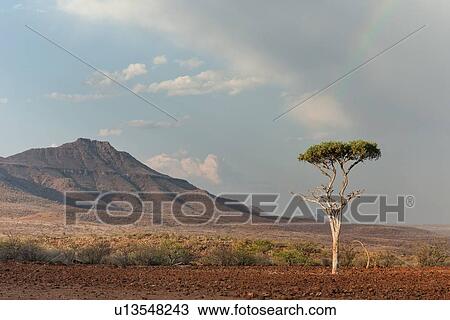Stock Image - Single acacia tree framed by clouds and rainbow in late afternoon sunshine after unexpected May rainstorm, with Etendeka mountains beyond, Palmwag Concession, Damaraland, Namibia, South West Africa:. Fotosearch