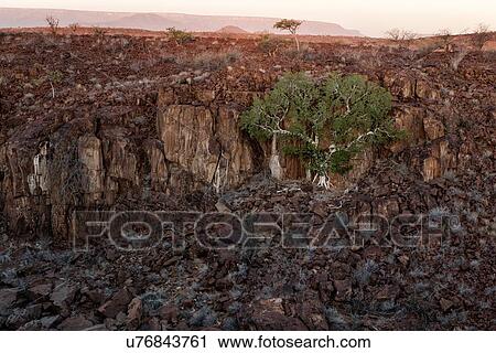 Stock Image - Single boscia albitrunca tree growing in wall of rocky outcrop in Namib desert, with Etendeka mountains beyond, in sunset light, Palmwag Concession, Namibia, South West Africa. Fotosearch