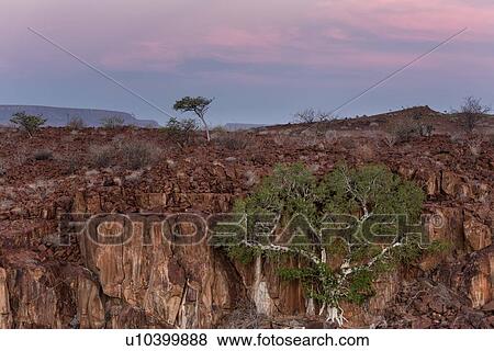 Stock Photo - Single boscia albitrunca tree growing in wall of rocky outcrop in Namib desert, with Etendeka mountains beyond, in sunset light, Palmwag Concession, Damaraland, Namibia, South West Africa. Fotosearch