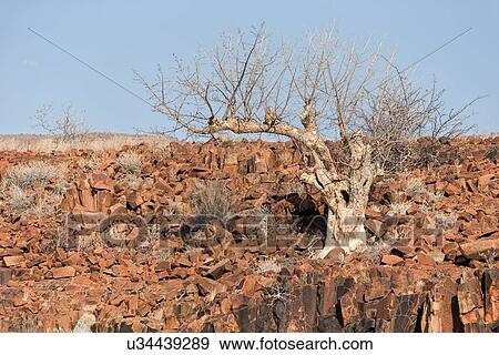 Stock Photo - Single boscia albitrunca tree growing on red rocky outcrop, in early morning sunlight, Palmwag Concession, Damaraland, Namibia, South West Africa. Fotosearch