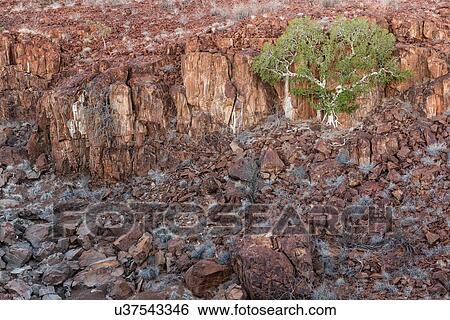 Stock Photograph - Single boscia albitrunca tree growing in wall of rocky outcrop in Namib desert, in sunset light, Palmwag Concession, Namibia, South West Africa. Fotosearch