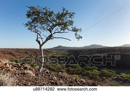 Stock Image - Single boscia albitrunca tree on rocky outcrop in Namib desert, framing Etendeka mountains beyond, in late afternoon light, Palmwag Concession, Namibia, South West Africa. Fotosearch