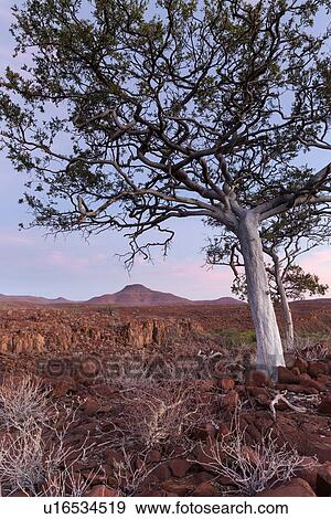 Stock Photo - Single boscia albitrunca tree on rocky outcrop in Namib desert, framing Etendeka mountains beyond, in late afternoon light, Palmwag Concession, Damaraland, Namibia, South West Africa. Fotosearch