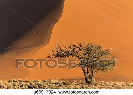 Single bush framed by red sand dune of different tones created by shadows in late afternoon sunlight, foreground of scrub grass, Namib desert, Namibia, South West Africa View Large Photo Image Picture - Single bush framed by red sand dune of different tones created by shadows in late afternoon sunlight, foreground of scrub grass, Namib desert, Namibia, South West Africa. Fotosearch