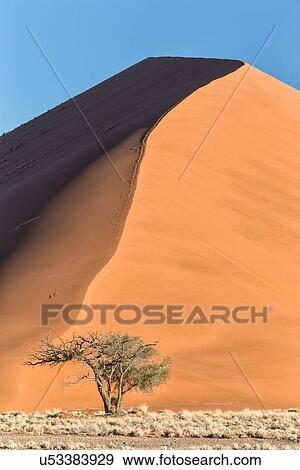 Stock Photo - Single bush framed by red sand dune of different tones created by shadows in late afternoon sunlight, blue sky above, foreground of scrub grass, Namib desert, Namibia, South West Africa. Fotosearch