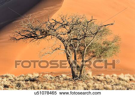 Stock Photography - Single bush framed by red sand dune of different tones created by shadows in late afternoon sunlight, foreground of scrub grass, Namib desert, Namibia, South West Africa. Fotosearch