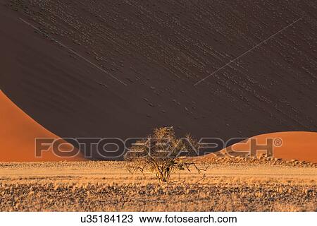 Stock Image - Single bush framed by red sand dunes of different tones created by shadows in early morning sunlight, foreground of scrub grass, Namib desert, Namibia, South West Africa. Fotosearch