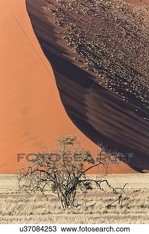 Stock Image - Single bush framed by red sand dunes of different tones created by shadows in early morning sunlight, foreground of scrub grass, Namib desert, Namibia, South West Africa. Fotosearch