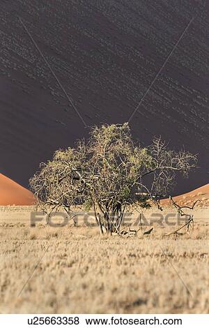 Stock Photo - Single bush framed by red sand dunes of different tones created by shadows in early morning sunlight, foreground of scrub grass, Namib desert, Namibia, South West Africa. Fotosearch