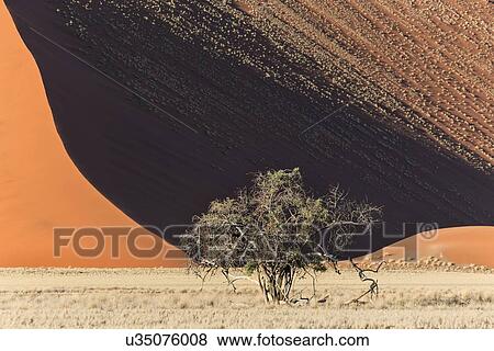 Stock Photo - Single bush framed by red sand dunes of different tones created by shadows in early morning sunlight, foreground of scrub grass, Namib desert, Namibia, South West Africa. Fotosearch