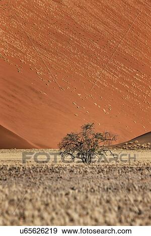 Single bush framed by red sand dunes of different tones in late afternoon sunlight, foreground of scrub grass, Namib desert, Namibia, South West Africa View Large Photo Image Stock Photo - Single bush framed by red sand dunes of different tones in late afternoon sunlight, foreground of scrub grass, Namib desert, Namibia, South West Africa. Fotosearch