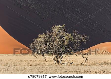 Stock Photo - Single bush framed by red sand dunes of different tones created by shadows in early morning sunlight, foreground of scrub grass, Namib desert, Namibia, South West Africa. Fotosearch