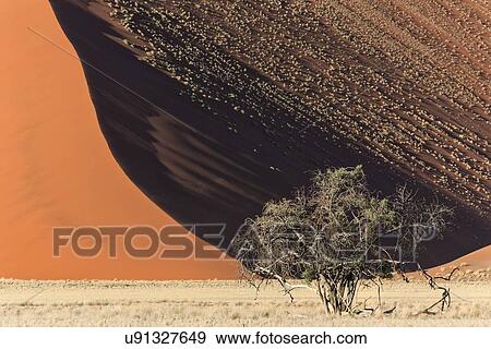 Single bush framed by red sand dunes of different tones created by shadows in early morning sunlight, foreground of scrub grass, Namib desert, Namibia, South West Africa View Large Photo Image Stock Photo - Single bush framed by red sand dunes of different tones created by shadows in early morning sunlight, foreground of scrub grass, Namib desert, Namibia, South West Africa. Fotosearch