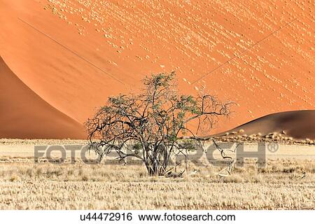 Single bush framed by red sand dunes of different tones in late afternoon sunlight, foreground of scrub grass, Namib desert, Namibia, South West Africa View Large Photo Image Stock Photograph - Single bush framed by red sand dunes of different tones in late afternoon sunlight, foreground of scrub grass, Namib desert, Namibia, South West Africa. Fotosearch
