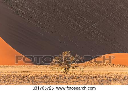 Single bush framed by red sand dunes of different tones created by shadows in early morning sunlight, foreground of scrub grass, Namib desert, Namibia, South West Africa View Large Photo Image Stock Photography - Single bush framed by red sand dunes of different tones created by shadows in early morning sunlight, foreground of scrub grass, Namib desert, Namibia, South West Africa. Fotosearch