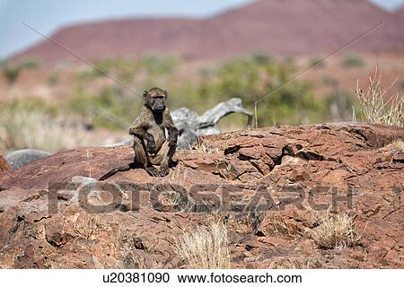 Single Chacma baboon sitting on rocky outcrop in Namib desert, with Etendeka mountains beyond, in early morning light, Palmwag Concession, Namibia, South West Africa View Large Photo Image Stock Image - Single Chacma baboon sitting on rocky outcrop in Namib desert, with Etendeka mountains beyond, in early morning light, Palmwag Concession, Namibia, South West Africa. Fotosearch