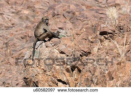 Stock Photo - Single Chacma baboon sitting on rocky outcrop in Namib desert, in early morning light, Palmwag Concession, Namibia, South West Africa. Fotosearch