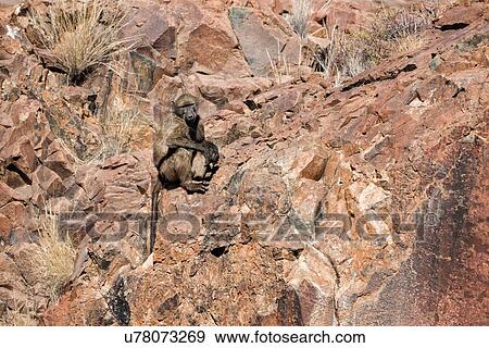Stock Photo - Single Chacma baboon sitting on rocky outcrop in Namib desert, in early morning light, Palmwag Concession, Namibia, South West Africa. Fotosearch