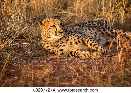 Picture - Single cheetah lying in grassy scrub land watching prey, frontal oblique view, closeup, Okonjima, Namibia, South West Africa:. Fotosearch
