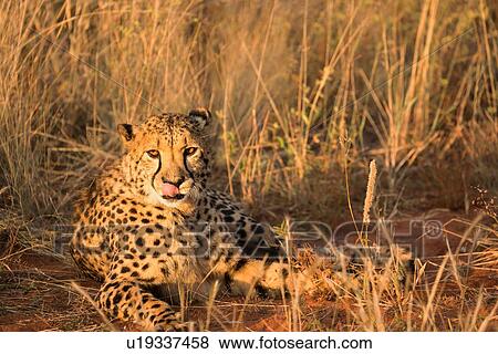 Stock Photo - Single cheetah lying in grassy scrub land watching viewer, frontal view, closeup, Okonjima, Namibia, South West Africa:. Fotosearch