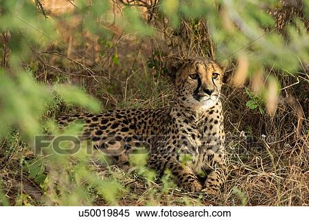 Single cheetah lying in undergrowth, framed by leaves of trees, watching prey, frontal view, closeup, Okonjima, Namibia, South West Africa: View Large Photo Image Stock Photography - Single cheetah lying in undergrowth, framed by leaves of trees, watching prey, frontal view, closeup, Okonjima, Namibia, South West Africa:. Fotosearch