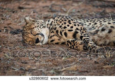 Single cheetah lying on its side, sleeping, close up detail view, Okonjima, Namibia, South West Africa View Large Photo Image Stock Image - Single cheetah lying on its side, sleeping, close up detail view, Okonjima, Namibia, South West Africa. Fotosearch