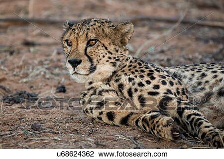 Single cheetah lying on its side, looking off to the side, close up detail view, Okonjima, Namibia, South West Africa View Large Photo Image Stock Image - Single cheetah lying on its side, looking off to the side, close up detail view, Okonjima, Namibia, South West Africa. Fotosearch