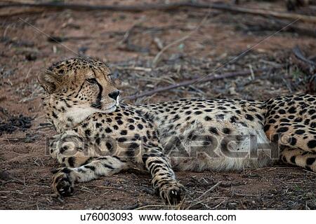 Single cheetah lying on its side, looking off to the side, close up detail view, Okonjima, Namibia, South West Africa View Large Photo Image Stock Image - Single cheetah lying on its side, looking off to the side, close up detail view, Okonjima, Namibia, South West Africa. Fotosearch