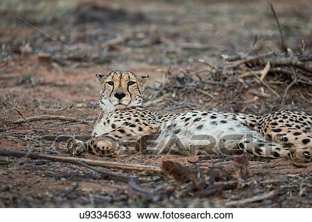 Single cheetah lying on its side, looking directly at viewer, close up view, Okonjima, Namibia, South West Africa View Large Photo Image Stock Image - Single cheetah lying on its side, looking directly at viewer, close up view, Okonjima, Namibia, South West Africa. Fotosearch