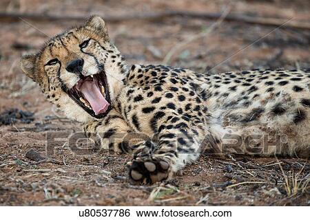 Single cheetah lying on its side, yawning, close up detail view, Okonjima, Namibia, South West Africa View Large Photo Image Stock Photograph - Single cheetah lying on its side, yawning, close up detail view, Okonjima, Namibia, South West Africa. Fotosearch