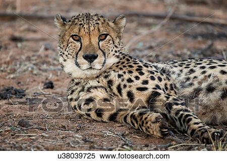 Stock Photography - Single cheetah lying on its side, looking directly at viewer,, close up detail view, Okonjima, Namibia, South West Africa. Fotosearch