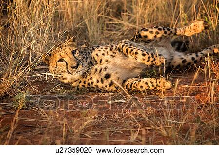 Stock Image - Single cheetah rolling in grassy scrubland, watching viewer, frontal view, closeup, Okonjima, Namibia, South West Africa:. Fotosearch