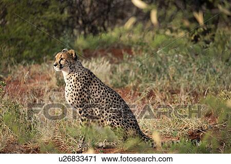 Stock Image - Single cheetah sitting on grassy scrubland, side view, closeup, Okonjima, Namibia, South West Africa:. Fotosearch
