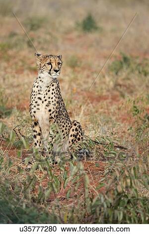 Stock Image - Single cheetah sitting on grassy scrubland, frontal view, closeup, Okonjima, Namibia, South West Africa:. Fotosearch
