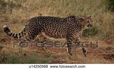 Single cheetah walking in grassy scrubland, side view, closeup, Okonjima, Namibia, South West Africa: View Large Photo Image Stock Photo - Single cheetah walking in grassy scrubland, side view, closeup, Okonjima, Namibia, South West Africa:. Fotosearch
