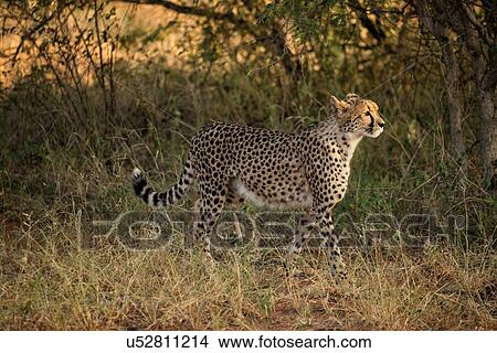 Single cheetah walking in undergrowth, framed by trees, side view, closeup, Okonjima, Namibia, South West Africa: View Large Photo Image Picture - Single cheetah walking in undergrowth, framed by trees, side view, closeup, Okonjima, Namibia, South West Africa:. Fotosearch