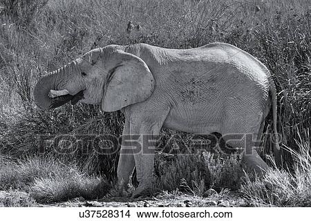 Picture - Single elephant grazing in river bed reeds, side view, monochrome image, Palmwag Concession, Namibia, South West Africa. Fotosearch