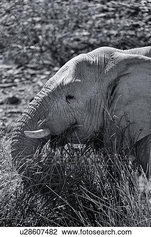 Single elephant grazing in river bed reeds, side view, close up detail of head, monochrome image, Palmwag Concession, Namibia, South West Africa View Large Photo Image Stock Image - Single elephant grazing in river bed reeds, side view, close up detail of head, monochrome image, Palmwag Concession, Namibia, South West Africa. Fotosearch