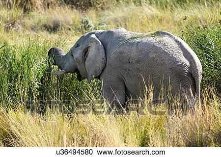 Single elephant grazing in river bed reeds, side view, close up, Palmwag Concession, Namibia, South West Africa View Large Photo Image Stock Image - Single elephant grazing in river bed reeds, side view, close up, Palmwag Concession, Namibia, South West Africa. Fotosearch