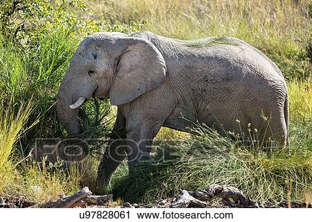 Single elephant grazing in river bed reeds, side view, close up, Palmwag Concession, Namibia, South West Africa View Large Photo Image Stock Image - Single elephant grazing in river bed reeds, side view, close up, Palmwag Concession, Namibia, South West Africa. Fotosearch