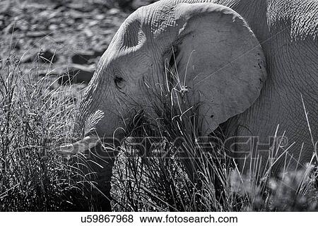 Stock Photo - Single elephant grazing in river bed reeds, side view, close up detail of head, monochrome image, Palmwag Concession, Namibia, South West Africa. Fotosearch