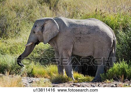 Single elephant grazing in river bed reeds, side view, close up, Palmwag Concession, Namibia, South West Africa View Large Photo Image Stock Photograph - Single elephant grazing in river bed reeds, side view, close up, Palmwag Concession, Namibia, South West Africa. Fotosearch