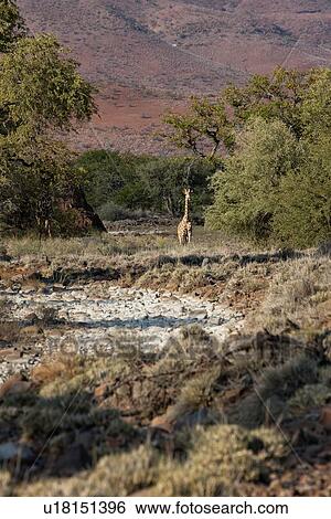 Stock Photograph - Single giraffe standing beside dry river bed surrounded by trees, and mountains beyond, in early morning sunshine, Palmwag Concession, Damaraland, Namibia, South West Africa. Fotosearch