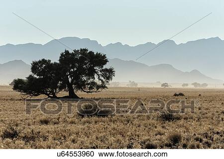 Single huge tree with dark green foiliage framed by layers of mountains in early morning haze at Sesriem, Namib desert, Namibia, South West Africa View Large Photo Image Stock Image - Single huge tree with dark green foiliage framed by layers of mountains in early morning haze at Sesriem, Namib desert, Namibia, South West Africa. Fotosearch