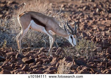 Single impala grazing in rocky terrain in early morning light, side view close up, Palmwag Concession, Namibia, South West Africa View Large Photo Image Stock Image - Single impala grazing in rocky terrain in early morning light, side view close up, Palmwag Concession, Namibia, South West Africa. Fotosearch