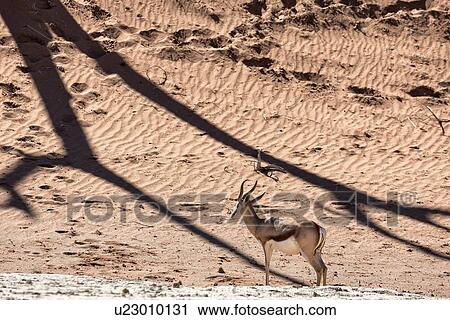 Stock Image - Single impala standing, framed by shadows of dead camelthorn tree trunks on edge of the pale claypan at sunrise in Deadvlei, Sossusvlei, Namib desert, Namibia, South West Africa. Fotosearch