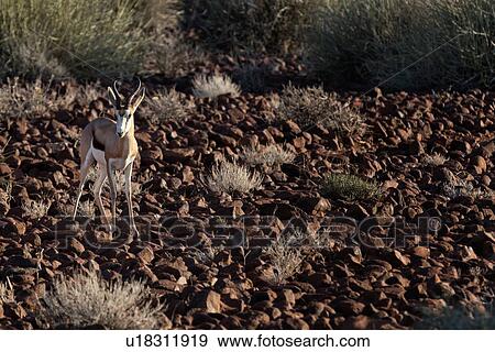 Single impala standing on rocky terrain in early morning light, frontal view, Palmwag Concession, Namibia, South West Africa View Large Photo Image Stock Photo - Single impala standing on rocky terrain in early morning light, frontal view, Palmwag Concession, Namibia, South West Africa. Fotosearch