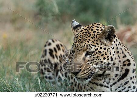Single leopard lying in grass, eating, close up detail view, Okonjima, Namibia, South West Africa: View Large Photo Image Stock Image - Single leopard lying in grass, eating, close up detail view, Okonjima, Namibia, South West Africa:. Fotosearch